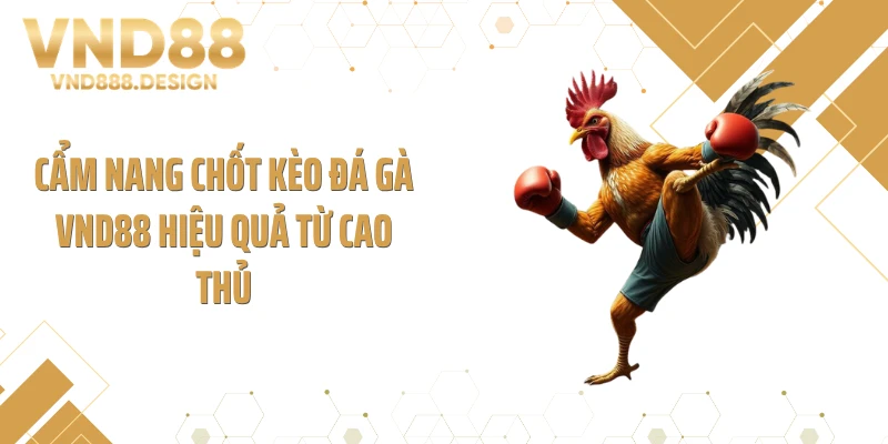 Cẩm nang chốt kèo đá gà VND88 hiệu quả từ cao thủ